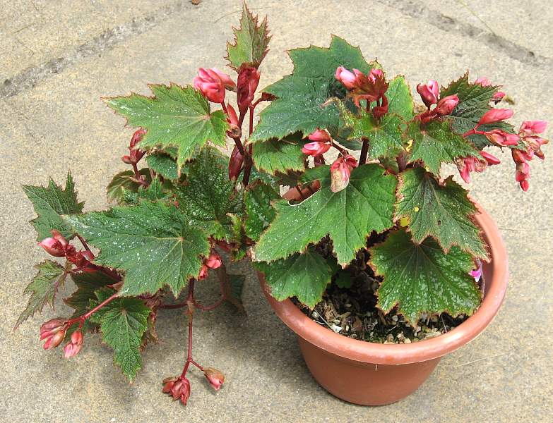 B. ‘Starfire’